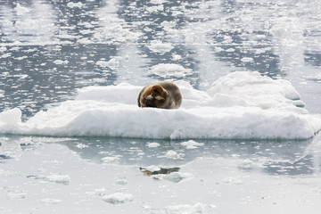 Naklejka premium Bearded Seal is resting on an ice floe, Svalbard, Spitsbergen, Norway