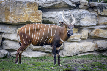 antelope of a bongo