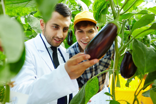 Cheerful young greenhouse workers looking at ripe eggplant with pride while carrying out inspection - Powered by Adobe