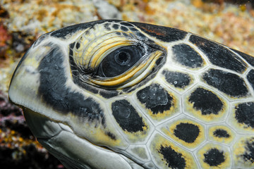 Sea turtle head