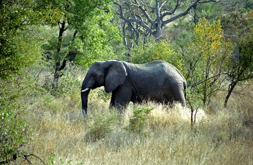 African elephant, Kruger National Park, South African Republic