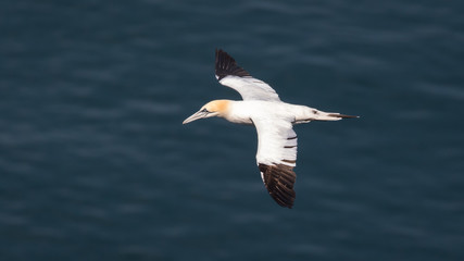 Gannet in flight