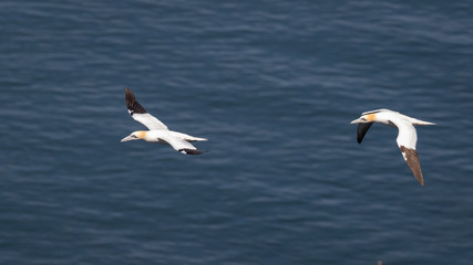 Fototapeta na wymiar Gannets in flight