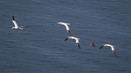 Fototapeta na wymiar Gannets in flight
