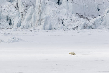 Polar bear runs along a ice floe along a glacier, Svalbard, Spitsbergen, Norway