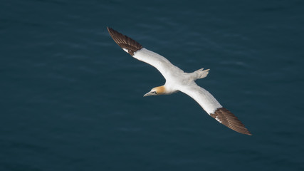 Gannet in flight