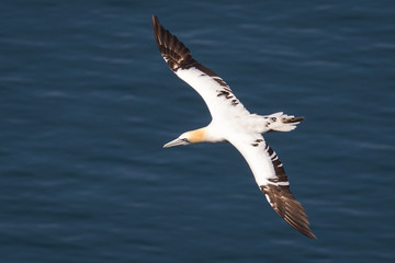 Gannet in flight