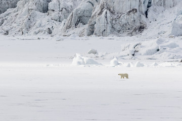 Polar bear runs along a ice floe along a glacier, Svalbard, Spitsbergen, Norway