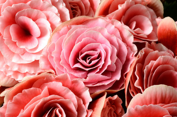 Flower background, pink begonias,