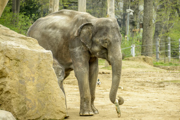 Fototapeta premium elephant