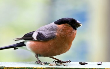 bullfinch eating sunflower seeds