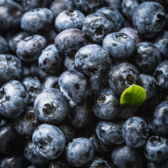 Blueberries on a dark structural background with leaves of green.
