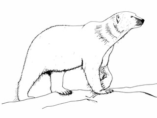 Fototapeta premium cute polar bear