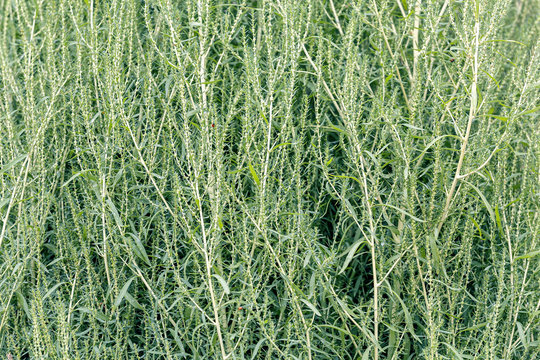 Plant of sorghum for making broom 3