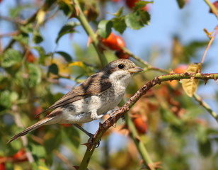 Red Backed Shrike, Lanius collurio