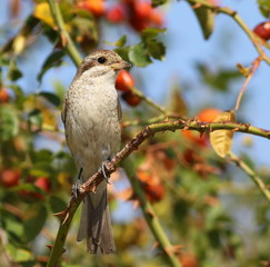 Red Backed Shrike, Lanius collurio