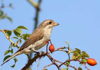 Red Backed Shrike, Lanius collurio
