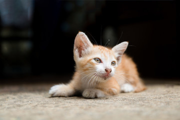 A Orange stray kitten (homeless cat) is hungry and lying on the warm floors with dark tone background. (selective focus with shallow depth of field)