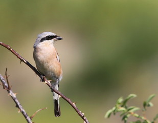 Red Backed Shrike, Lanius collurio