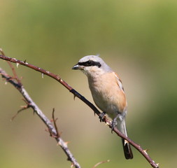 Naklejka premium Red Backed Shrike, Lanius collurio