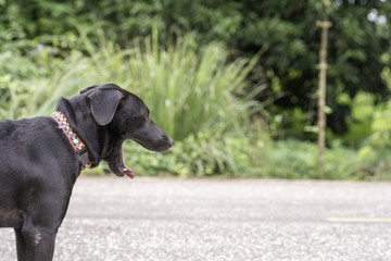 The black dog stands yawning on the street.