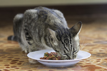 Cat eating food pellets in a dish.