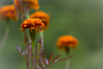 Close up view of one red\orange flower on a blurred (bokeh) green background .Croatia.