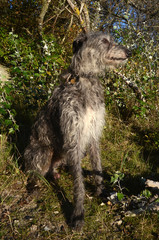 Scottish Deerhound sitting in sunlight.