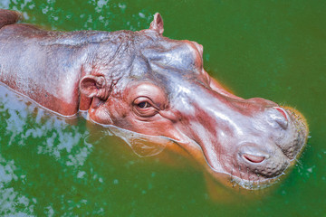 Hippopotamus swimming in the pond and dark brown skin.