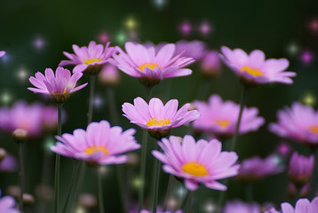 Fototapeta premium Pink daisies with a colorful background