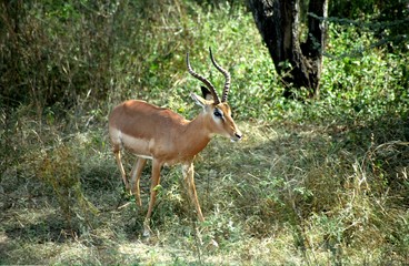 Impala, Kruger National Park, South African Republic