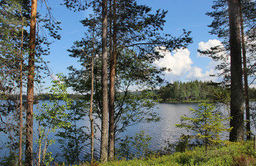 Obraz premium Typical Finnish nature fir woods near lake