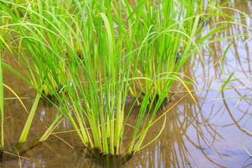 Obraz premium Green young rice sprout ready to growing in the rice field