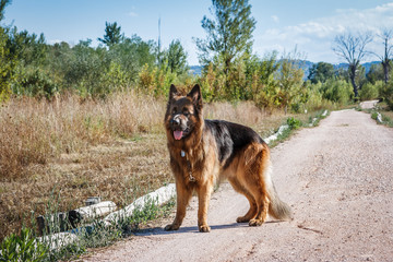 German sheperd on a trail in Valconca, Italy