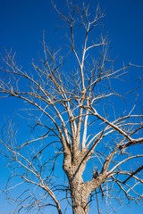 A dry tree over a blue sky, Valconca, Italy
