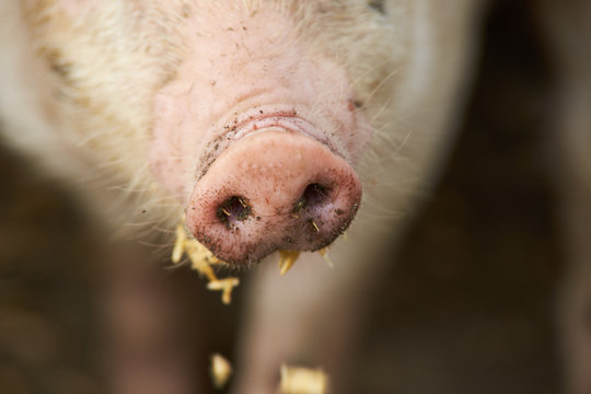 Dirty Pig Nose Eating. Close Up
