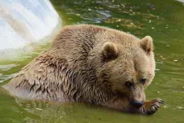 Bear in water