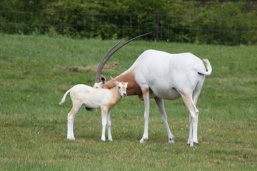 Obraz na płótnie Canvas Scimitar horned oryx mother and baby