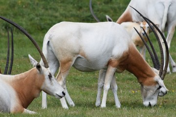 Scimitar horned oryx