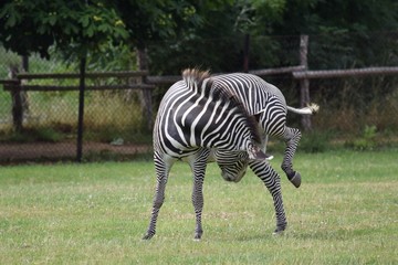 Fototapeta na wymiar Zebra scratches itch