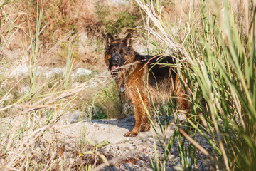 German sheperd on a trail in Valconca, Italy