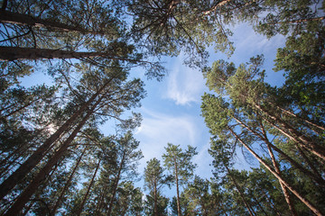 Obraz premium Forest and big trees.