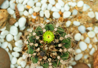 Close up view. Gymnocalycium baldianum cactus yellow flower are blooming.