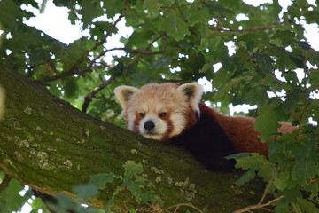 Obraz premium Red panda face