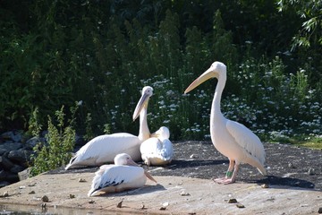 Group of pelicans