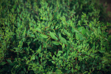 Green plants, many leaves
