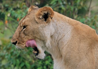 Lioness licking her lips  with a natural bush background in Zambia