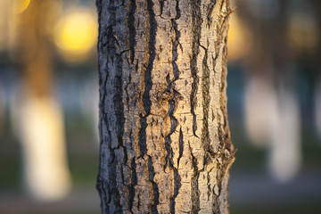 Tree bark