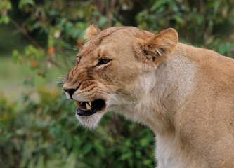 Side profile of a lioness snarling in South Luangwa, Zambia