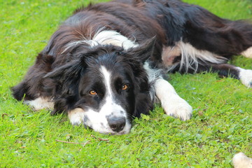 Border Collie